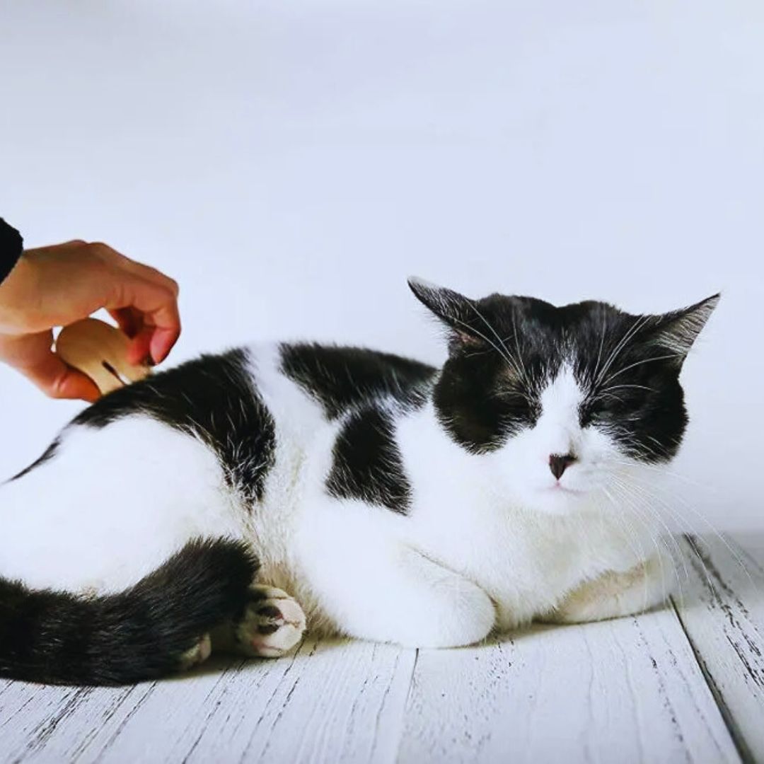 Tierhaarentferner mit Holzgriff – Unterwollkamm für Hunde & Katzen