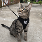 Katzengeschirr mit Leine – Sicher unterwegs