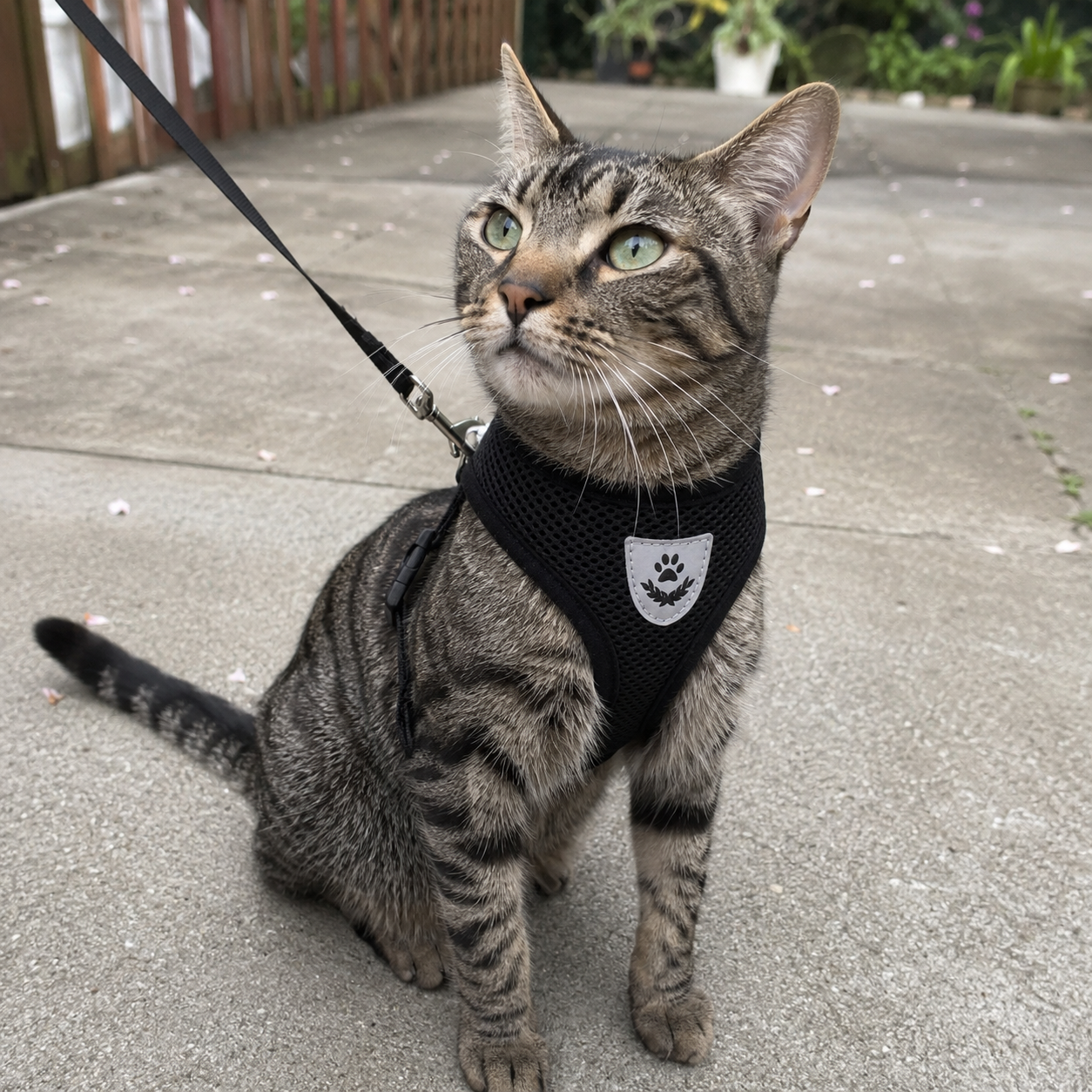 Katzengeschirr mit Leine – Sicher unterwegs