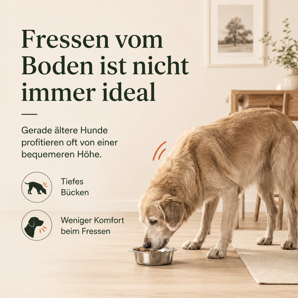 Erhöhter Futternapf für Hunde – bequemer fressen & trinken