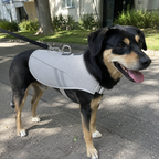 Hundekühlweste für Sommer-Spaziergänge